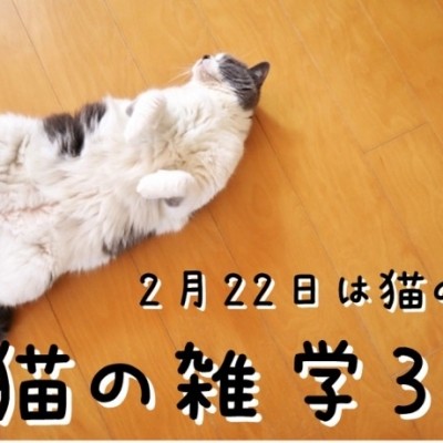 ねこの日。